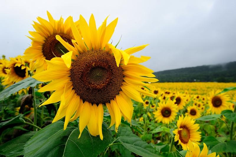 Sunflowers