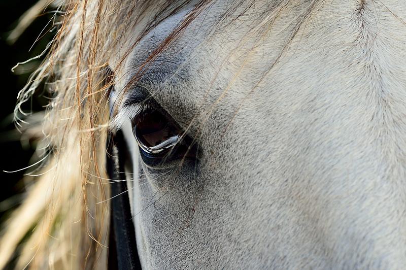 Lipizzaner Eye