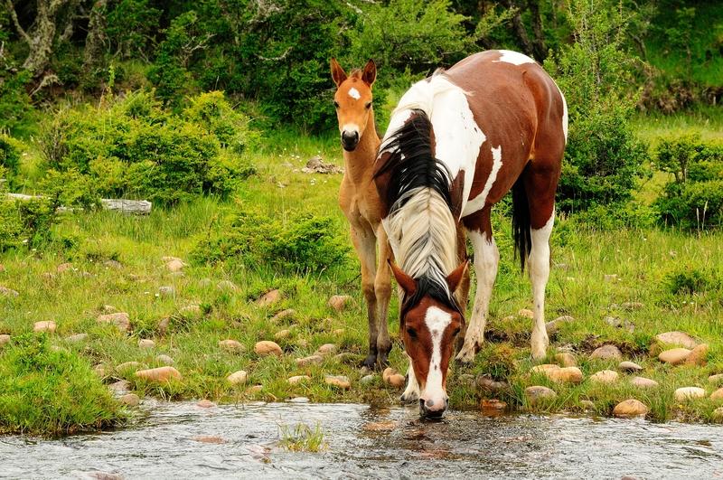 Mare and Foal